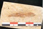 Foto (Detailansicht) von Prosopis kymeana Unger (NHMW-GEO-2024-0188-8191)